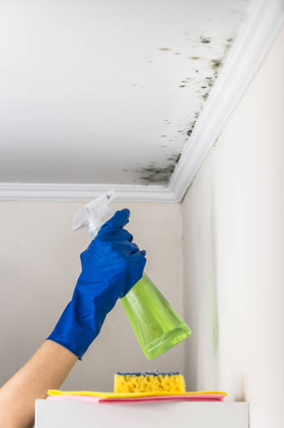 Best Residential Mold Removal  in Hobbs, NM